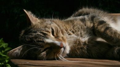 El adorable final de un gato sin orejas que ha conseguido ser adoptado