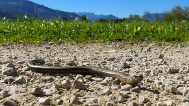 Una serpiente ataca al experto que tenía que capturarla