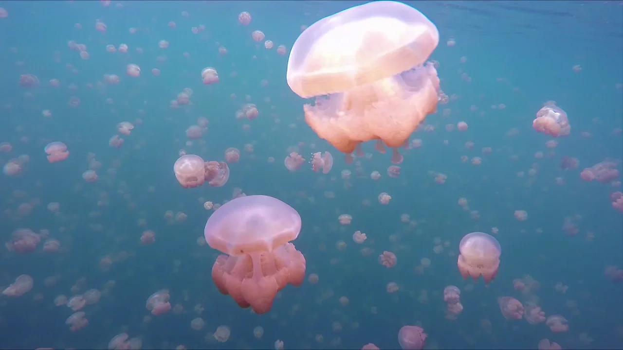 Lago lleno de medusas Lago lleno de medusas