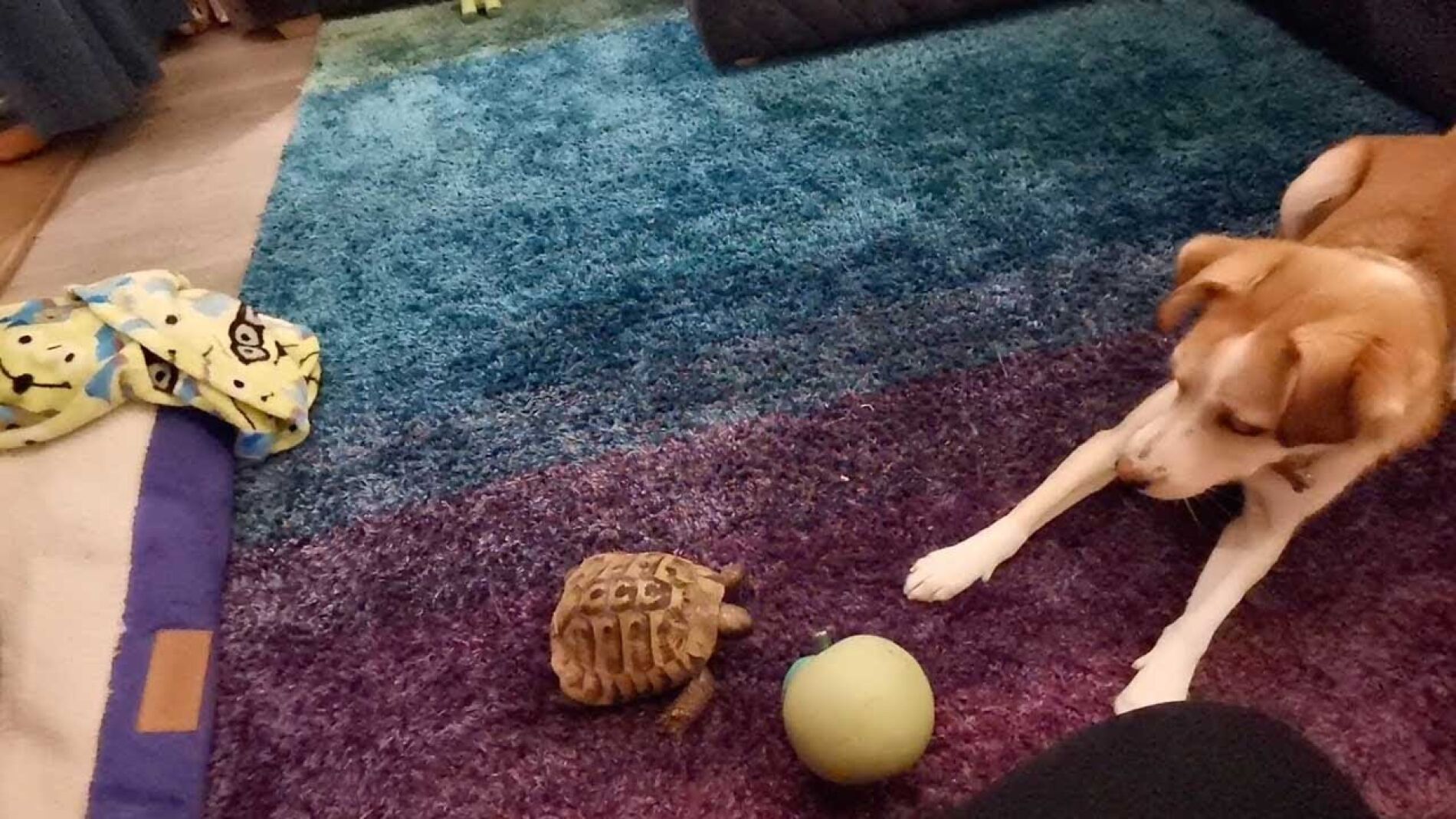 Tortuga y perro jugando