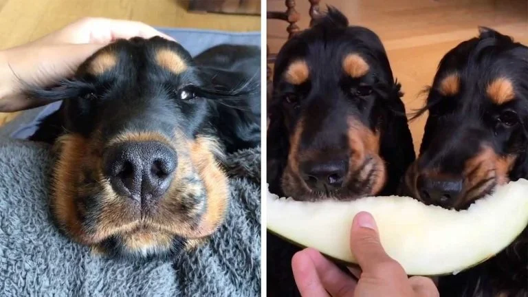 Perras gemelas con largas pestañas Perras gemelas con largas pestañas