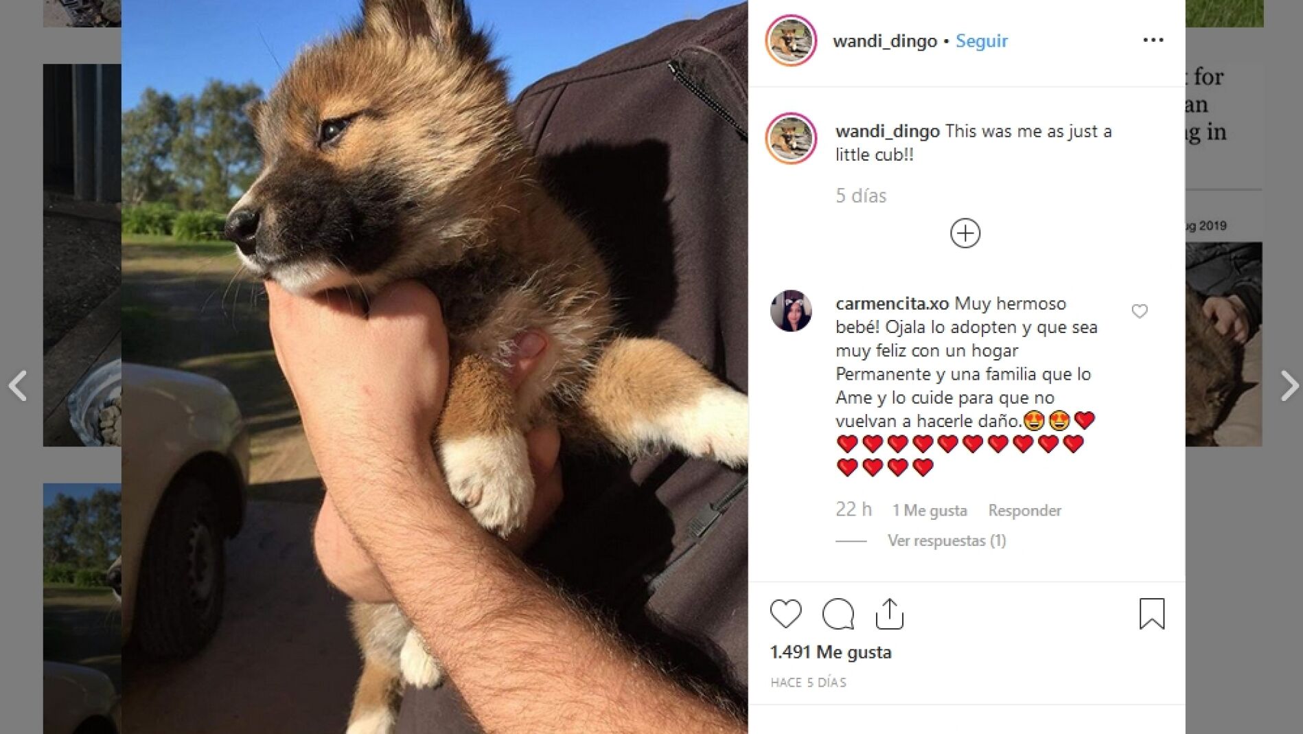 Cuenta de Instagram de Wandi Dingo