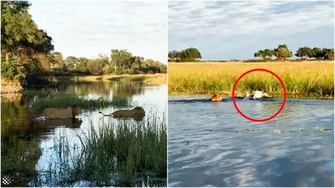 Cocodrilo atacando leones Cocodrilo atacando leones