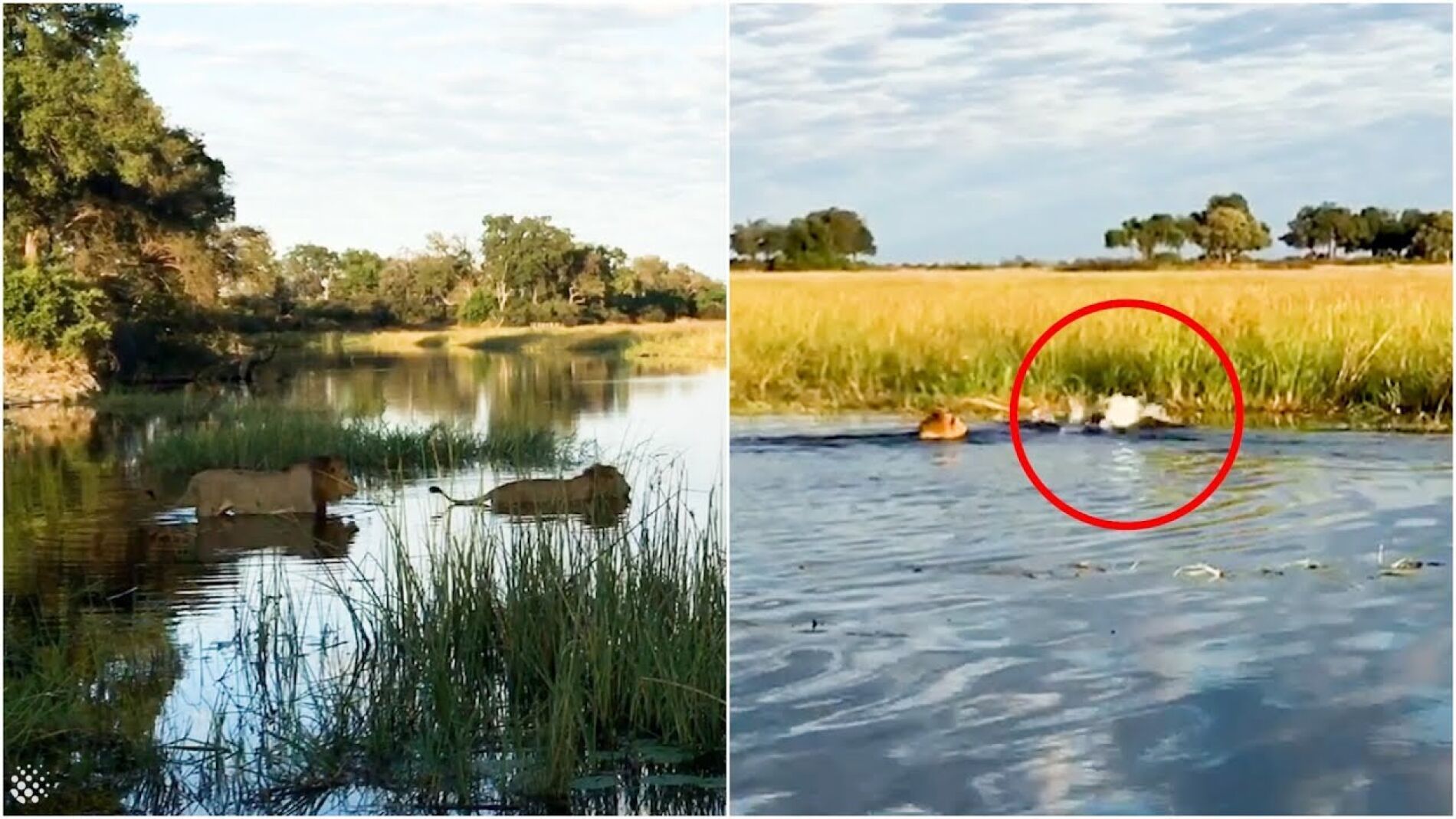 Cocodrilo atacando leones