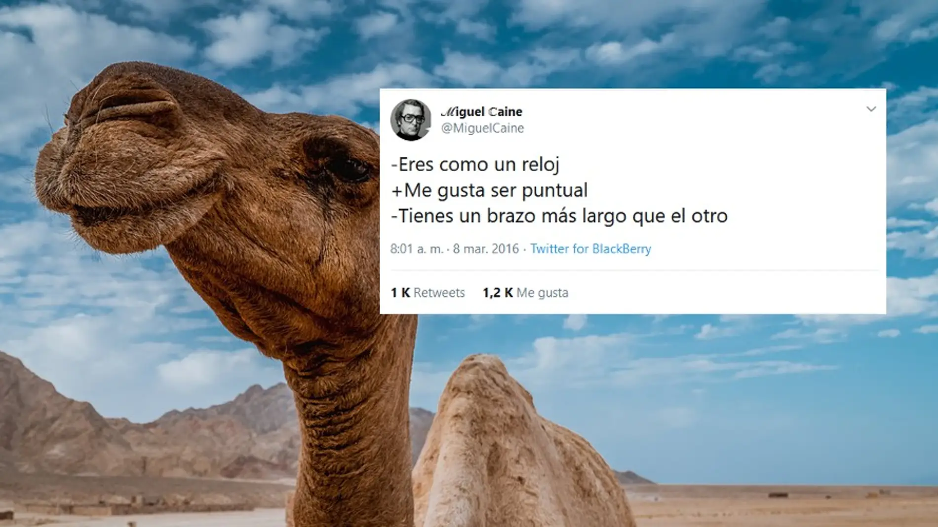 Los mejores tuits de @miguelcaine