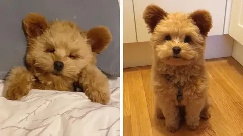 Perro parece un oso de peluche Perro parece un oso de peluche