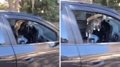 VÍDEO: Un grupo de gatos se vuelve loco corriendo dentro de un coche