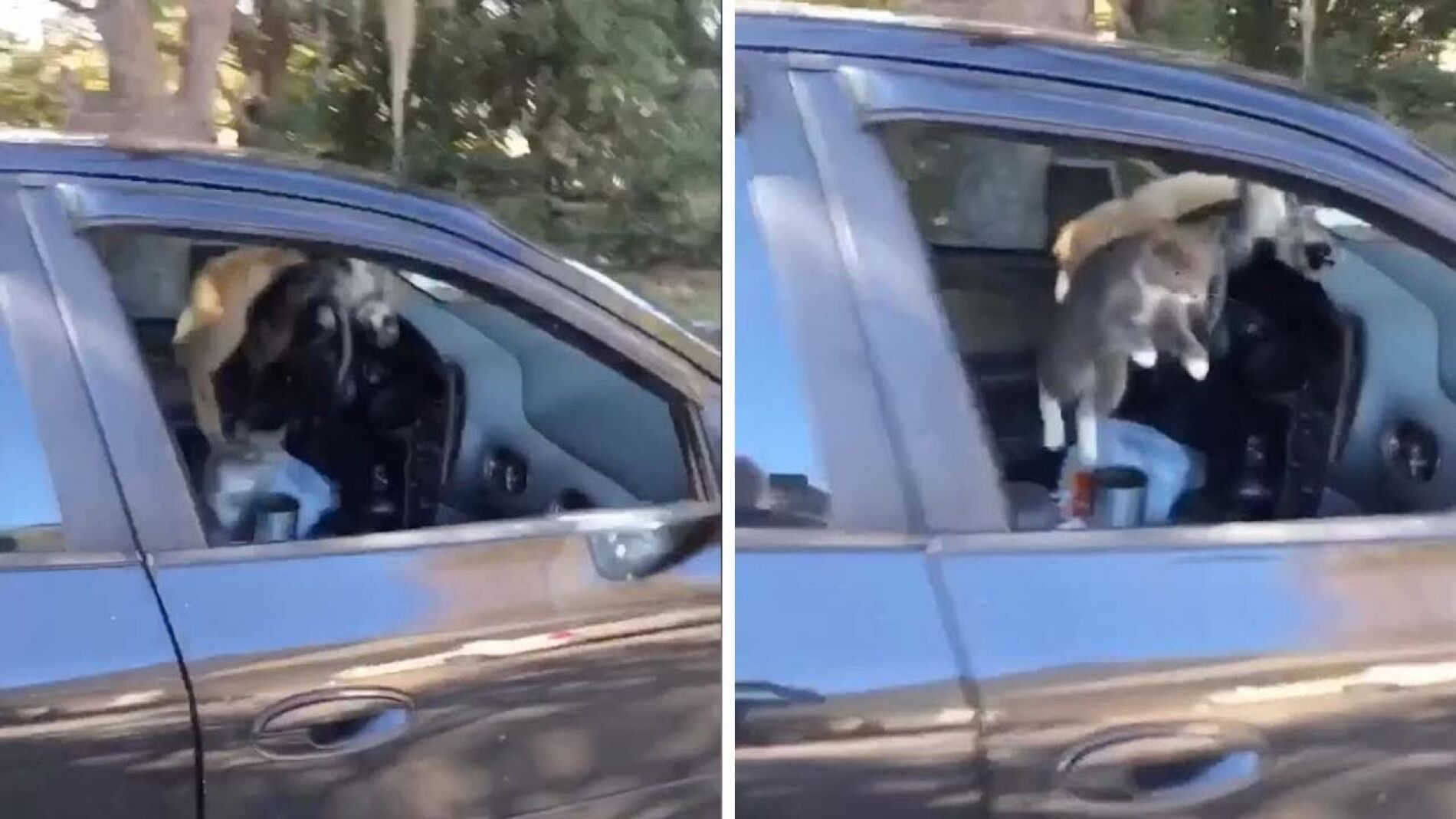 Gatos corriendo dentro de un coche