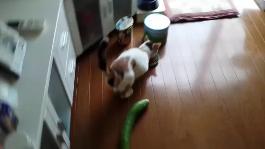 ¿Por qué los gatos le tienen tanto miedo a los pepinos?