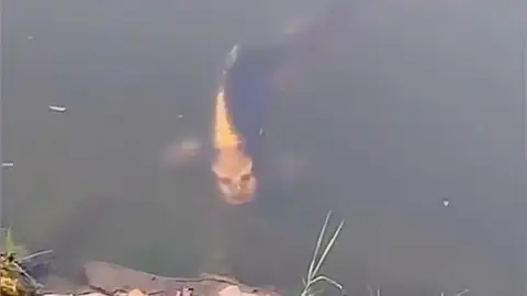 Pez con cara humana Pez con cara humana