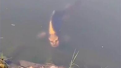 10 imposibles animales'mutantes' que se han vuelto virales este 2019 