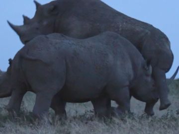 Rinocerontes peleando