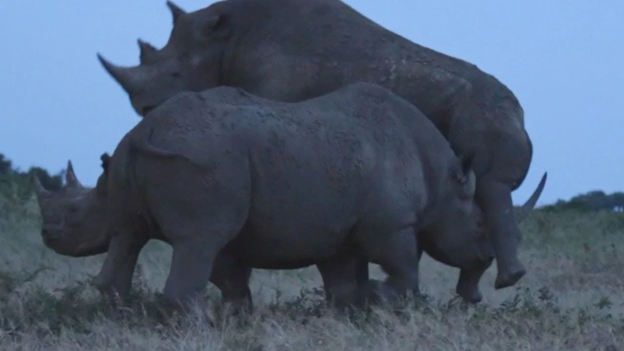 Rinocerontes peleando