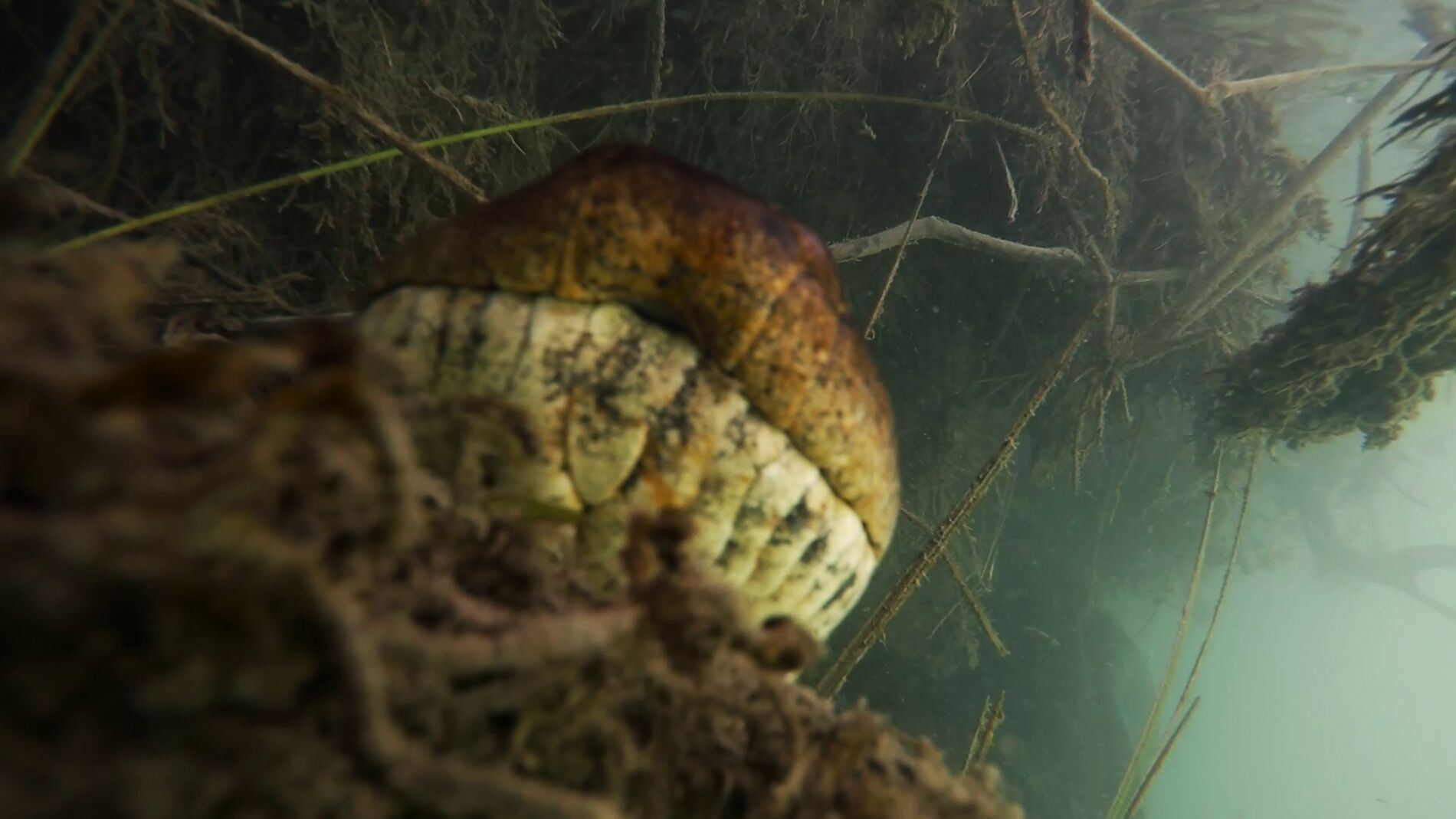 Anaconda en un r&iacute;o de Brasil