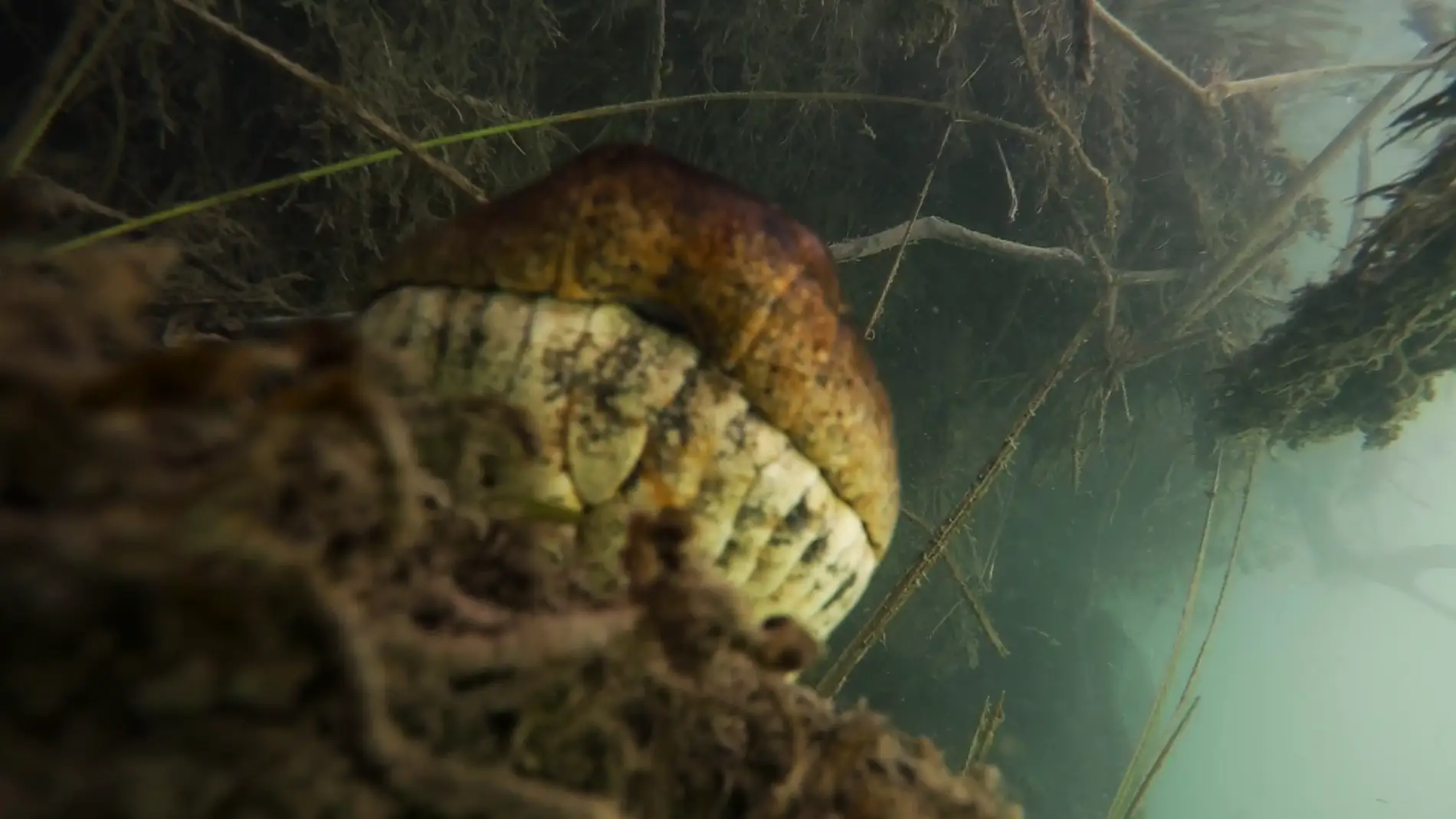 Anaconda en un río de Brasil