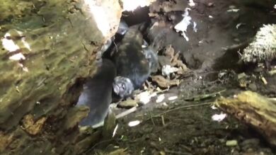 Las 10 historias de perros rescatados más impactantes del 2019