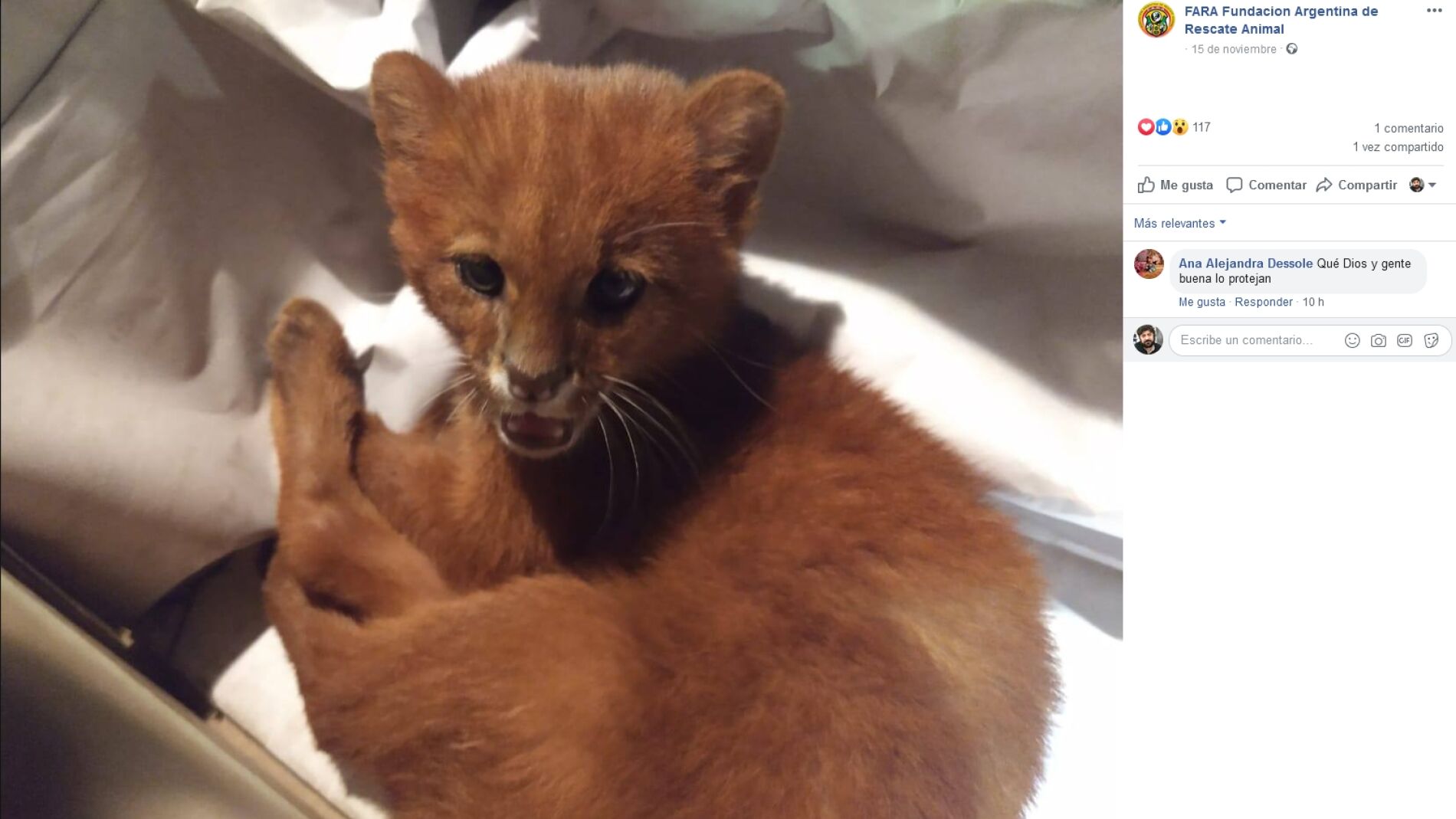 Felino rescatado en Argentina