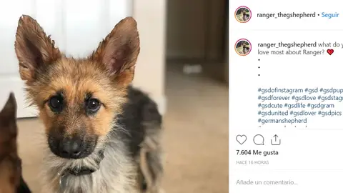 Ranger The Shepherd Ranger The Shepherd