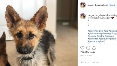 Un pastor alemán con una rara enfermedad está condenado a ser un cachorro para siempre
