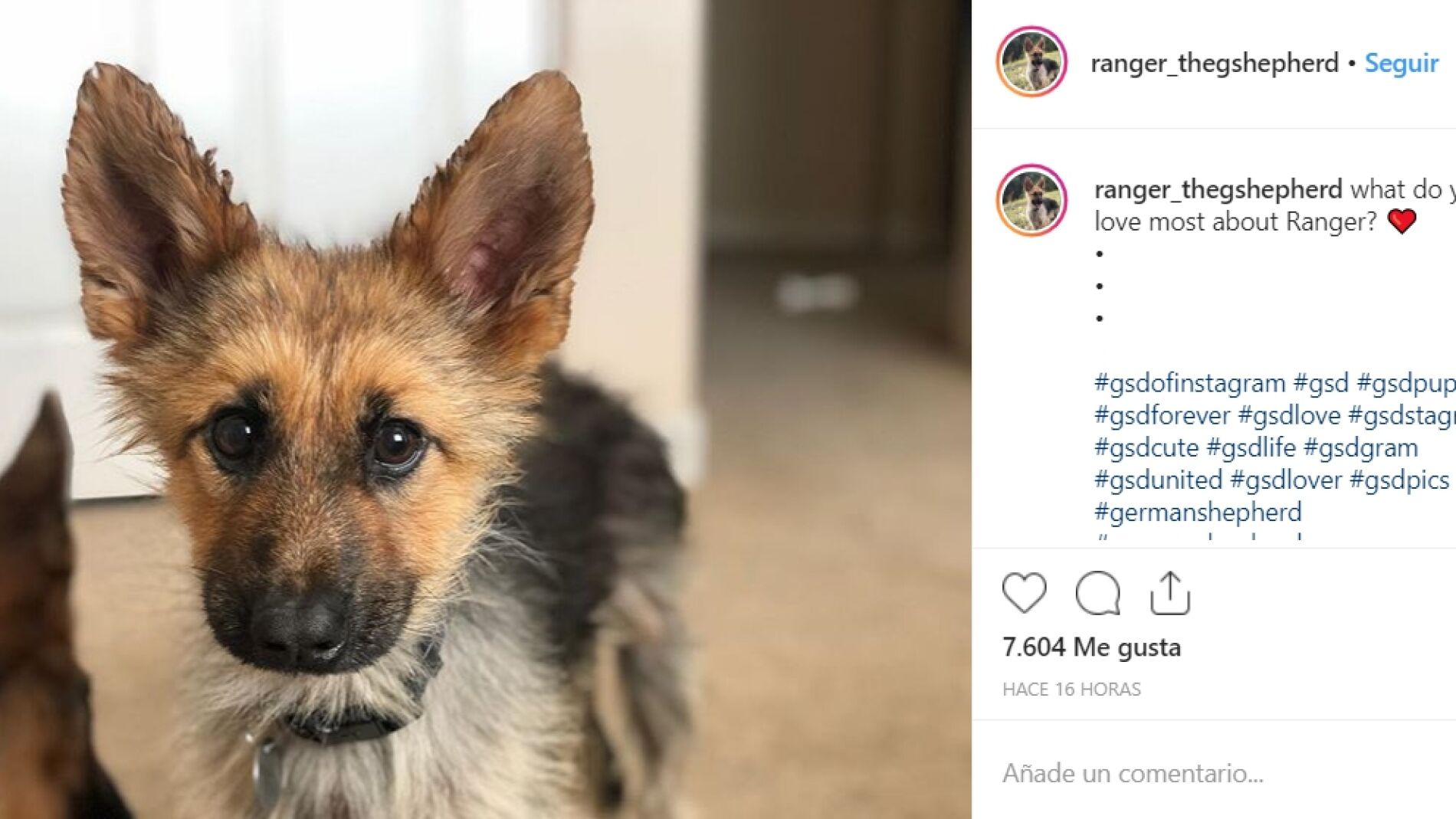 Ranger The Shepherd