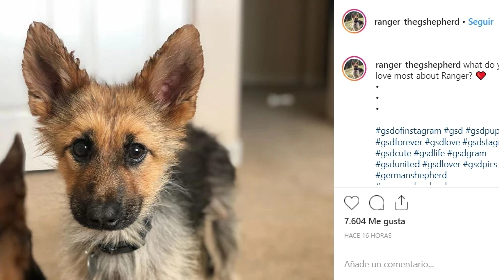 Ranger The Shepherd