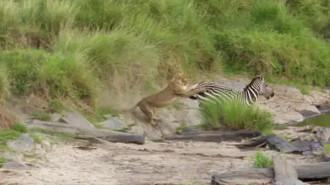 Leona atacando a una cebra Leona atacando a una cebra
