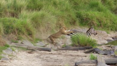 VÍDEO: Una leona lanza un brutal ataque sobre una cebra