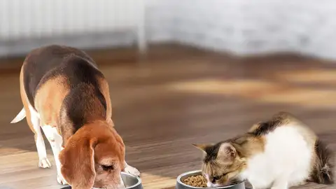 Comedero para mascotas Comedero para mascotas
