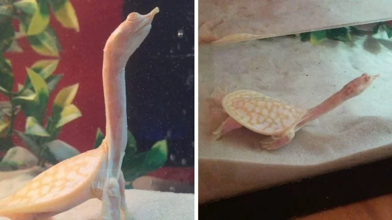 Tortuga albina