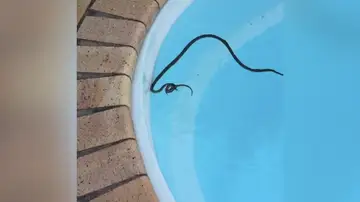 Serpiente devorando un lagarto