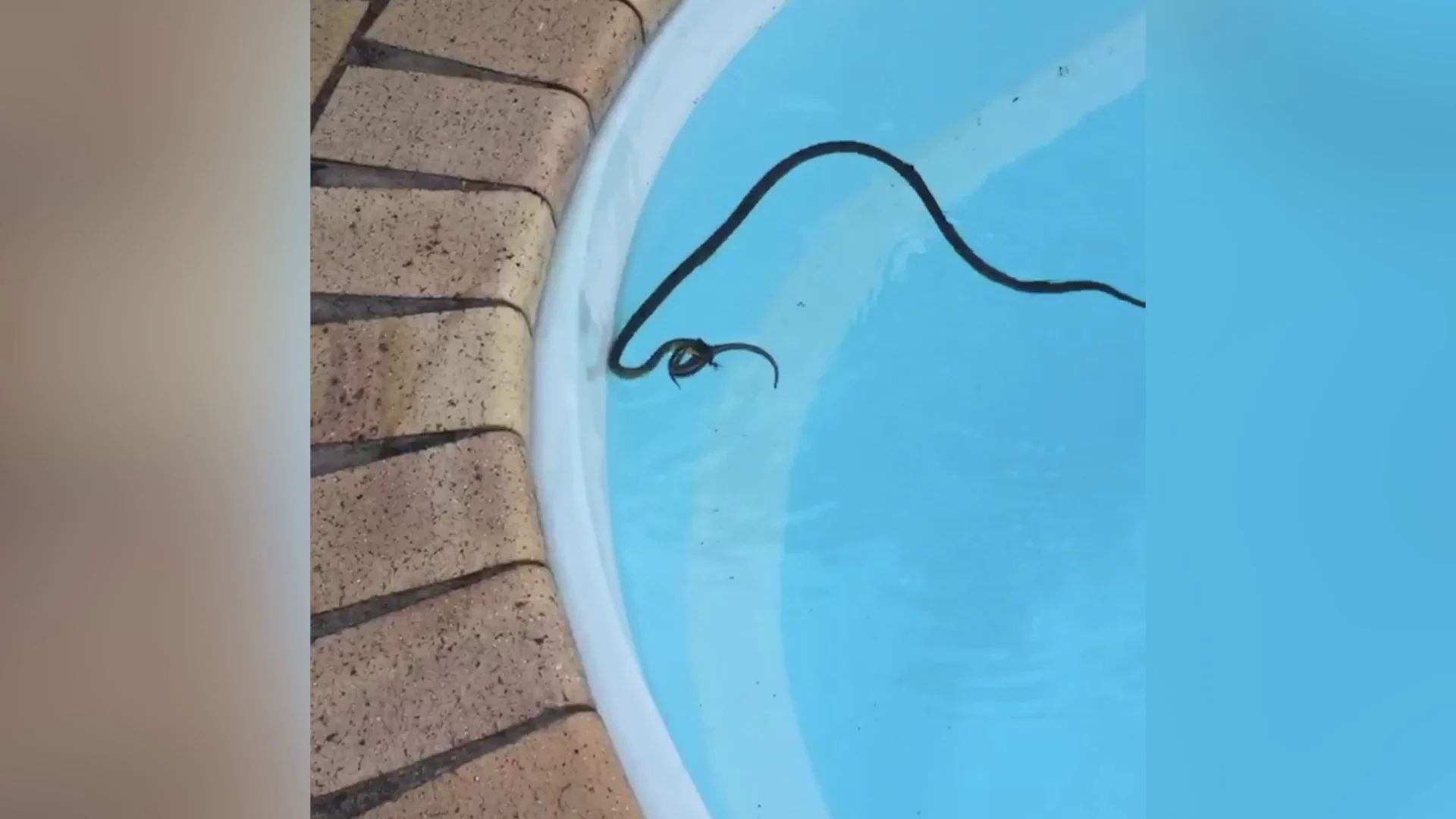 Serpiente devorando un lagarto