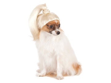 Peluca para perros
