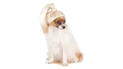 Peluca para perros Peluca para perros
