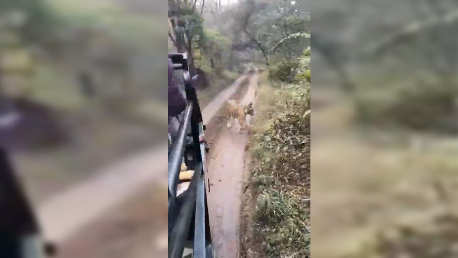 Un tigre salvaje persigue a un grupo de turistas en safari 