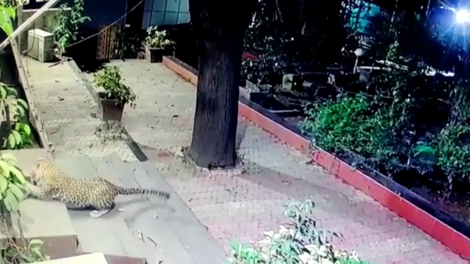 Un leopardo ataca a un perro