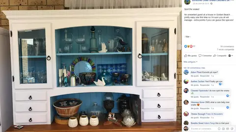 Serpiente escondida en la cocina Serpiente escondida en la cocina