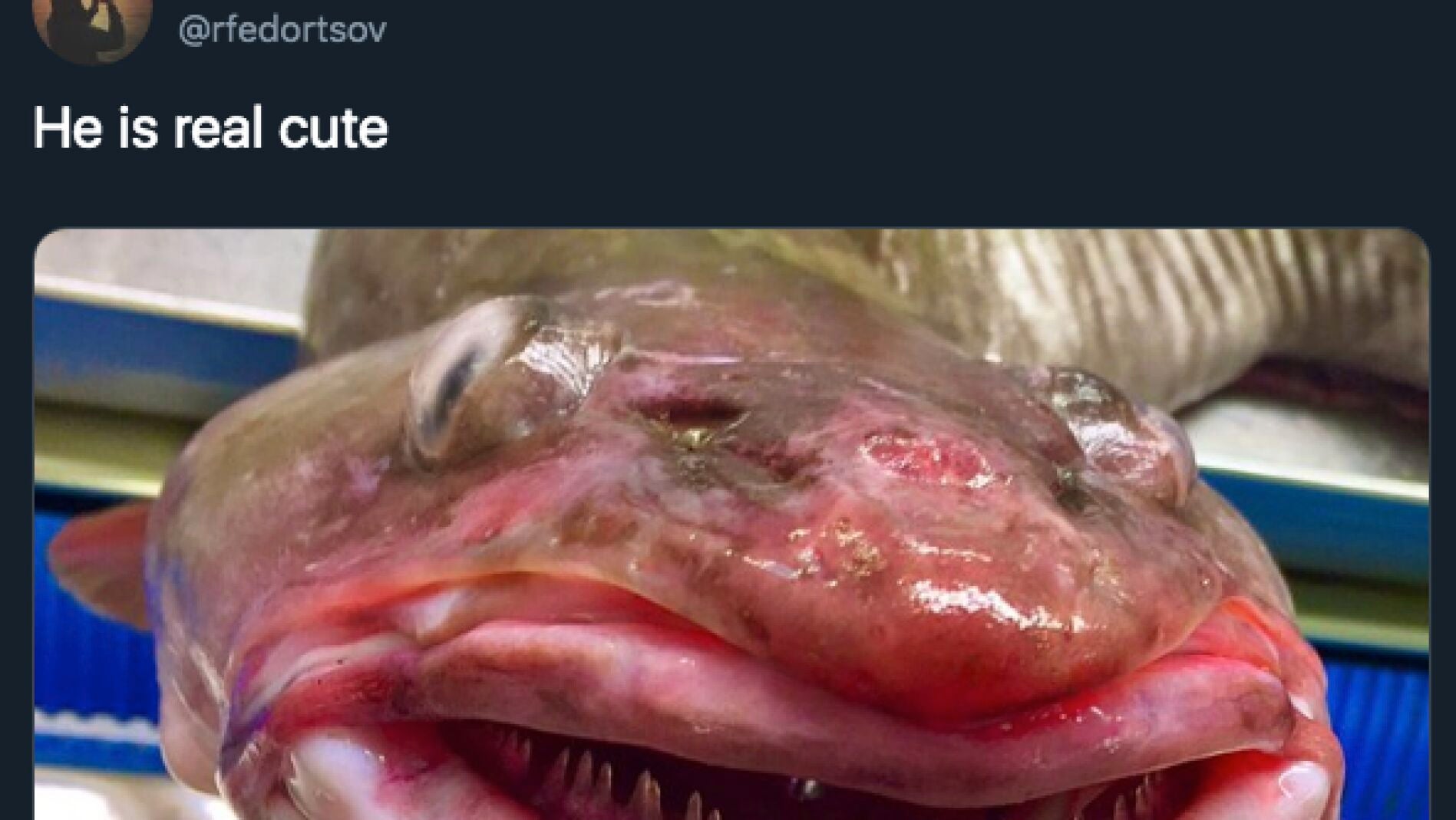 Criaturas abisales que no te dejar&aacute;n dormir