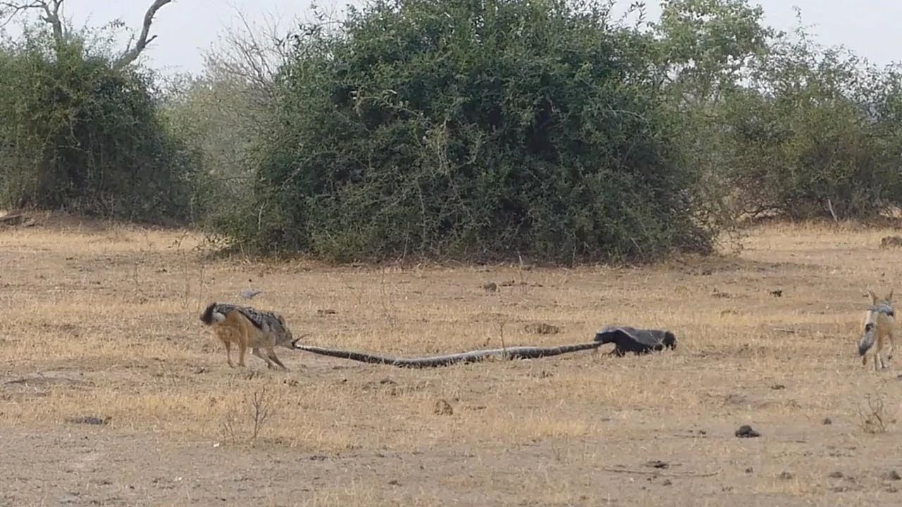 Pelea entre un chacal, un tejón y una pitón Pelea entre un chacal, un tejón y una pitón