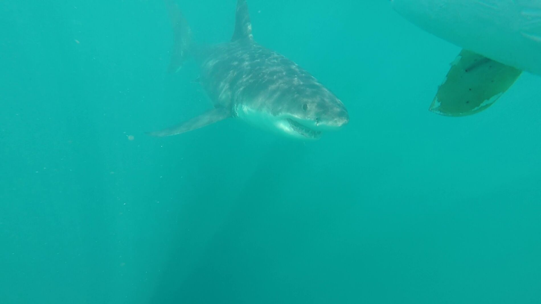 Muere un surfista de 15 a&ntilde;os tras ser atacado por un tibur&oacute;n blanco