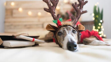 Las mejores bromas para gastar el día de los Inocentes (por WhatsApp)