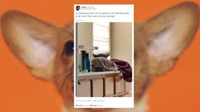 10 tuits de gatos y perros tan graciosos como surrealistas que te van a hacer muy feliz