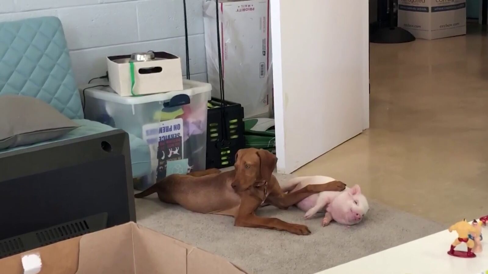 VÍDEO: Un perro y un cerdito son mejores amigos