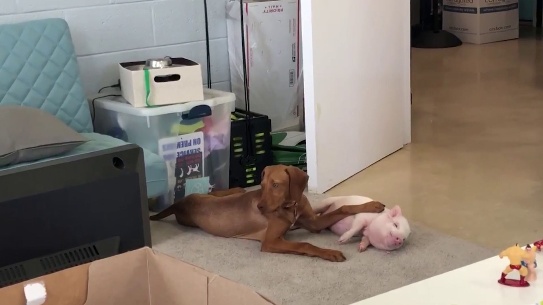 Un perro y un cerdo son mejores amigos