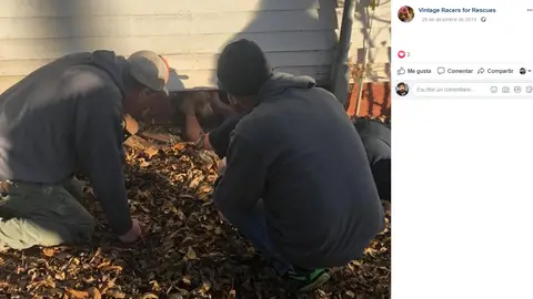 Perra rescatada Perra rescatada