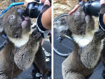 Un koala bebiendo agua