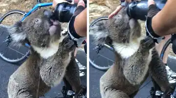 Un koala bebiendo agua
