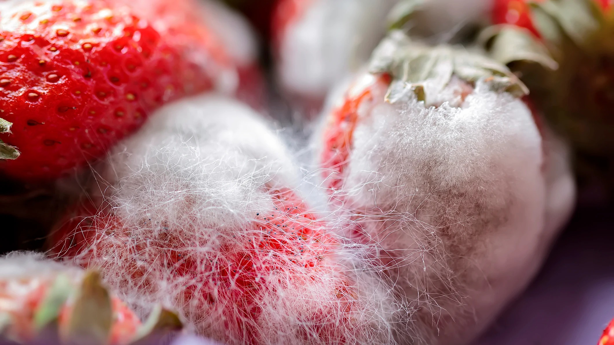Fresas con pelo Fresas con pelo
