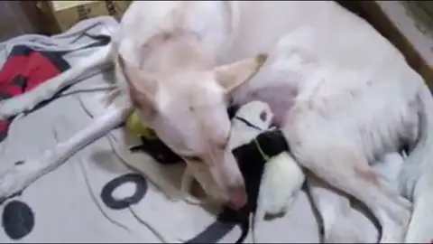 Nace un cachorro verde Nace un cachorro verde