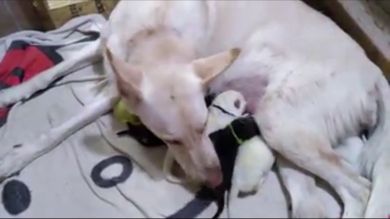 VÍDEO: Una mujer se lleva un gran susto después de que su perra diera a luz a un cachorro verde