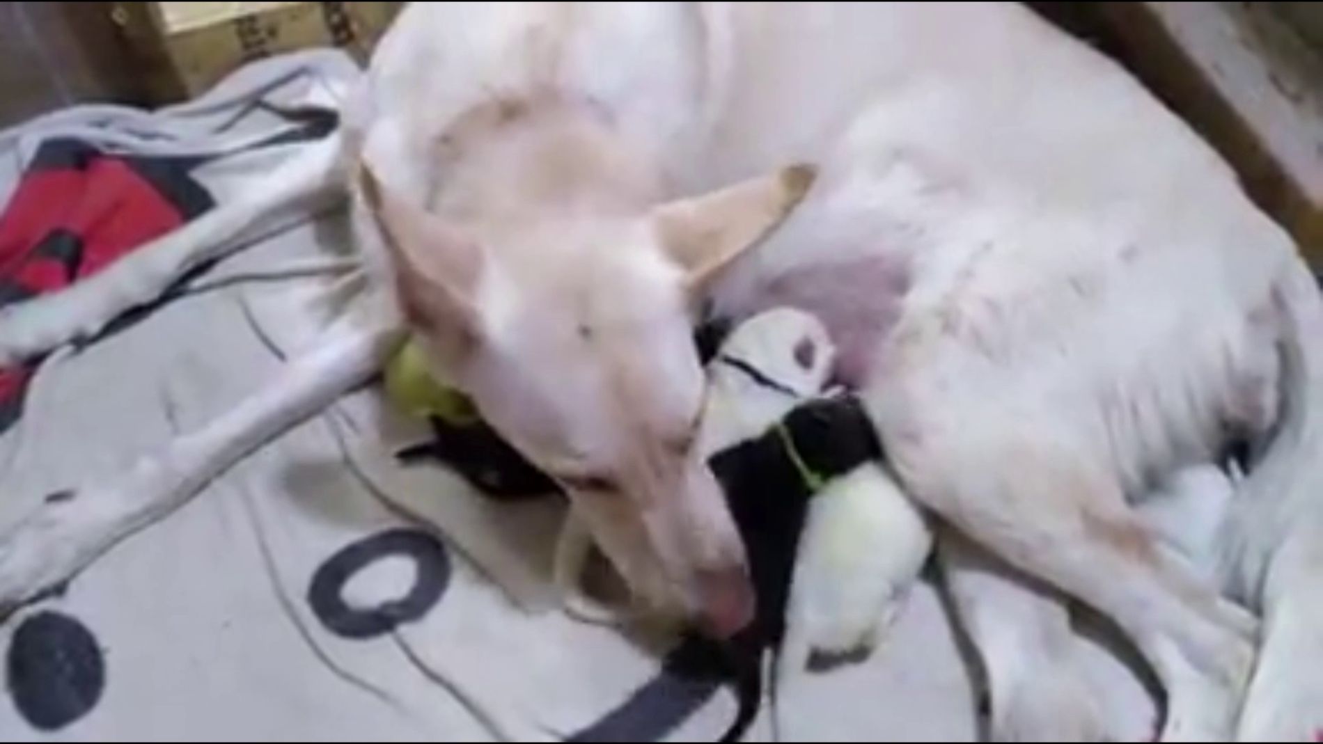 Nace un cachorro verde